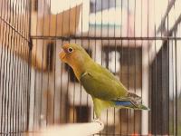 八重桜インコ
小桜インコとボタンインコをペアリングするとこんな子が産まれます。